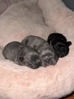 Frenchie Bulldog , a female French Bulldog for sale in Hialeah, FL – Photo 3 of 7