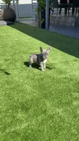 Frenchie Bulldog , a female French Bulldog for sale in Hialeah, FL – Photo 5 of 7