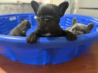 Frenchie Bulldog , a female French Bulldog for sale in Hialeah, FL – Photo 2 of 7