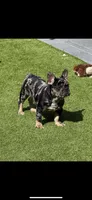 Frenchie Bulldog , a female French Bulldog for sale in Hialeah, FL – Photo 7 of 7