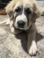 Freyja, a female Great Pyrenees for sale in Auburn, NY – 5 of 6