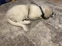 Freyja, a female Great Pyrenees for sale in Auburn, NY – 2 of 6