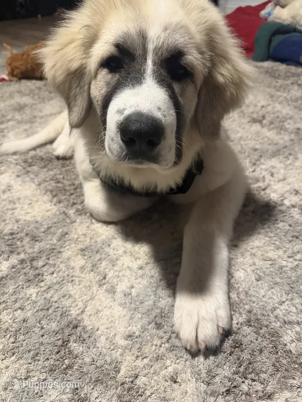 Freyja – Great Pyrenees puppy for sale in Auburn, NY