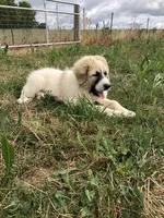 Freyja, a female Great Pyrenees for sale in Auburn, NY – 4 of 6