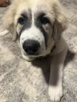 Freyja, a female Great Pyrenees for sale in Auburn, NY – 3 of 6