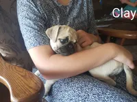 Clay AKC, a male Pug for sale in Myerstown, PA – 6 of 8