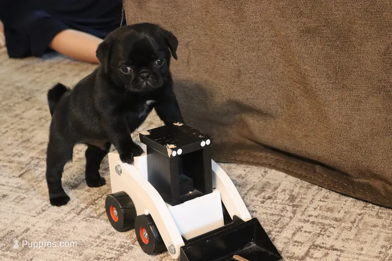 Caesar – Pug puppy for sale in Myerstown, PA