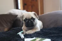 Clay AKC, a male Pug for sale in Myerstown, PA – 2 of 6