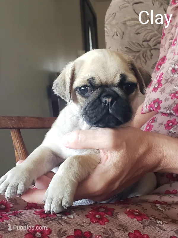 Clay AKC – Pug puppy for sale in Myerstown, PA
