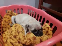 Clay AKC, a male Pug for sale in Myerstown, PA – 3 of 8