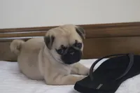 Penny AKC, a male Pug for sale in Myerstown, PA – 2 of 5