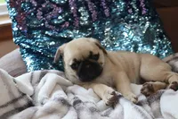 Penny AKC, a male Pug for sale in Myerstown, PA – 3 of 5