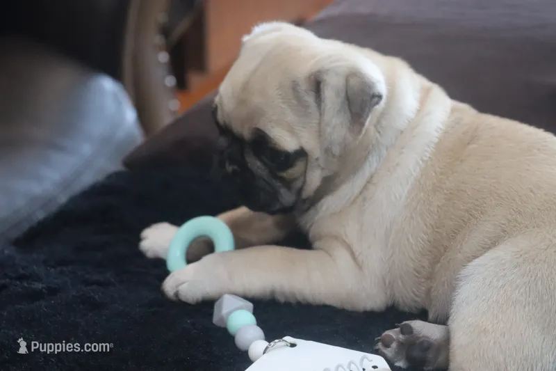 Clay – Pug puppy for sale in Myerstown, PA