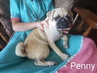 Penny AKC, a female Pug for sale in Myerstown, PA – 3 of 6