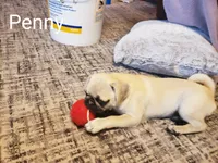 Penny AKC, a female Pug for sale in Myerstown, PA – 5 of 6