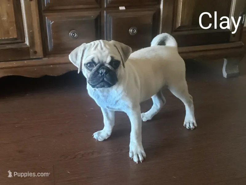 Clay AKC – Pug puppy for sale in Myerstown, PA