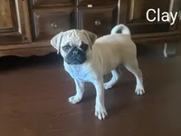 Clay AKC, a male Pug for sale in Myerstown, PA – 1 of 8