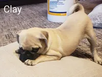 Clay AKC, a male Pug for sale in Myerstown, PA – 4 of 8