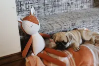 Penny AKC, a male Pug for sale in Myerstown, PA – 5 of 5