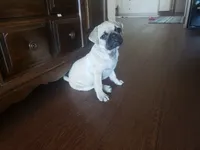 Clay AKC, a male Pug for sale in Myerstown, PA – 5 of 8