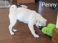 Penny AKC, a female Pug for sale in Myerstown, PA – 2 of 6