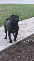Caesar AKC, a male Pug for sale in Myerstown, PA – 4 of 5