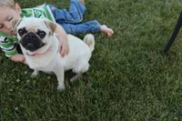 Clay AKC, a male Pug for sale in Myerstown, PA – 5 of 6