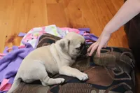 Clay AKC, a male Pug for sale in Myerstown, PA – 4 of 6