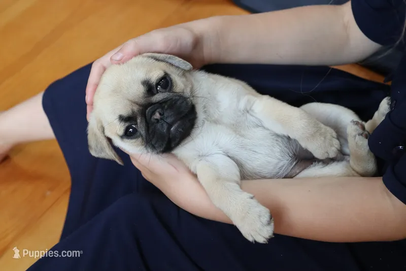 Penny – Pug puppy for sale in Myerstown, PA