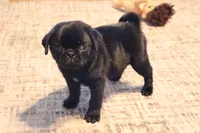 Caesar AKC, a male Pug for sale in Myerstown, PA – 1 of 5
