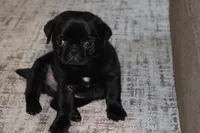 Caesar AKC, a male Pug for sale in Myerstown, PA – 3 of 5