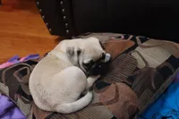 Clay AKC, a male Pug for sale in Myerstown, PA – 3 of 6