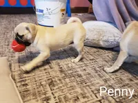 Penny AKC, a female Pug for sale in Myerstown, PA – 6 of 6