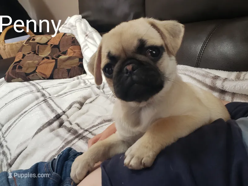 Penny AKC – Pug puppy for sale in Myerstown, PA