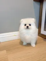 snowflake dollface, a male Pomeranian for sale in Rancho Cucamonga, CA – 2 of 5