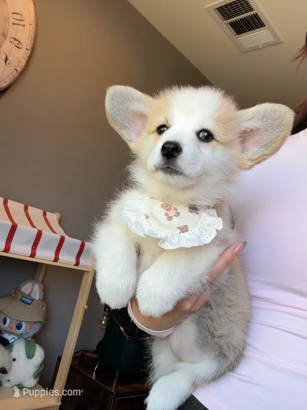 Jojo  w tail  – Pembroke Welsh Corgi puppy for sale in Rancho Cucamonga, CA