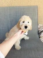 Mini Nugget, a male Miniature Goldendoodle for sale in Rancho Cucamonga, CA – 2 of 4