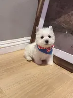 Snowman AKC, a male West Highland White Terrier for sale in Rancho Cucamonga, CA – Photo 7 of 7