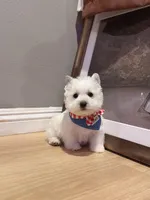 Snowman AKC, a male West Highland White Terrier for sale in Rancho Cucamonga, CA – Photo 2 of 7