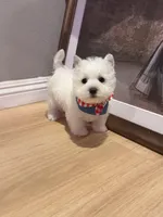 Snowman AKC, a male West Highland White Terrier for sale in Rancho Cucamonga, CA – Photo 1 of 7