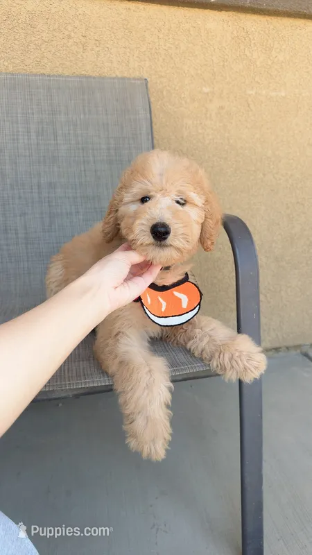 Mini teddy bear – Miniature Goldendoodle puppy for sale in Rancho Cucamonga, CA