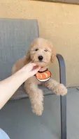 Mini teddy bear, a female Miniature Goldendoodle for sale in Rancho Cucamonga, CA – 1 of 4