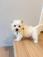 Bella, a female West Highland White Terrier for sale in Rancho Cucamonga, CA – Photo 4 of 4