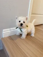 Bella, a female West Highland White Terrier for sale in Rancho Cucamonga, CA – Photo 1 of 4