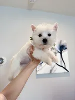 Bella, a female West Highland White Terrier for sale in Rancho Cucamonga, CA – Photo 2 of 4