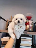 Snowflake Mini, a female Bichon Frise for sale in Rancho Cucamonga, CA – Photo 4 of 5