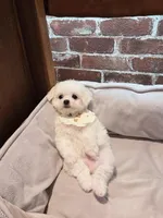 Snowflake Mini, a female Bichon Frise for sale in Rancho Cucamonga, CA – Photo 5 of 5