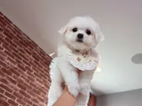 Snowflake Mini, a female Bichon Frise for sale in Rancho Cucamonga, CA – Photo 3 of 5