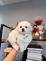 Snowflake Mini, a female Bichon Frise for sale in Rancho Cucamonga, CA – Photo 2 of 5