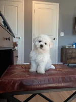 Mini Snowman, a male Bichon Frise for sale in Rancho Cucamonga, CA – 3 of 4